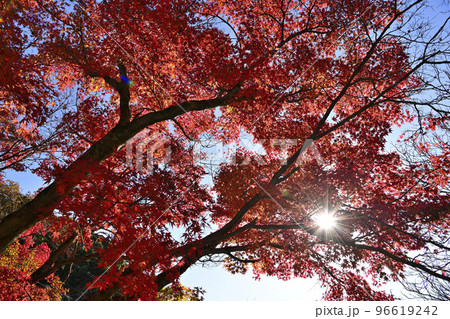 定光寺公園の紅葉 定光寺公園の紅葉 96619242
