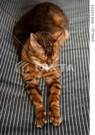 Lazy cat. Cute cat lying on bed. 96619304