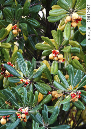 熟して割れた実から粘液に包まれた赤い種が出てきたトベラノキ 96619407