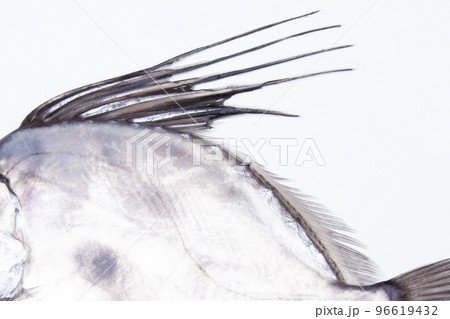 鏡鯛(カガミダイ)の特徴 背鰭と棘状の突起 鏡鯛(カガミダイ)の特徴 背鰭と棘状の突起 96619432