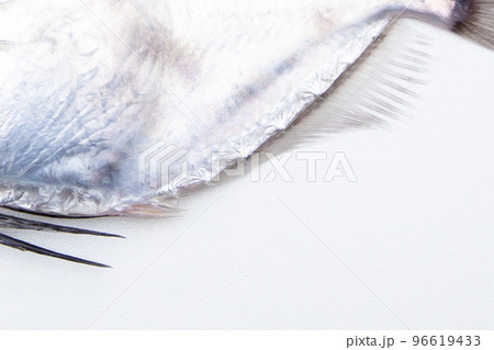 鏡鯛(カガミダイ)の特徴 棘状の突起 鏡鯛(カガミダイ)の特徴 棘状の突起 96619433