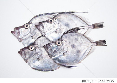 鏡鯛（カガミダイ） 96619435