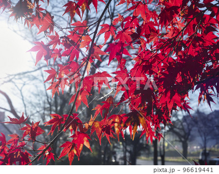 三島湖の紅葉 三島湖の紅葉 96619441