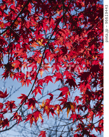 三島湖の紅葉 96619443