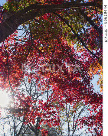 三島湖の紅葉 三島湖の紅葉 96619444