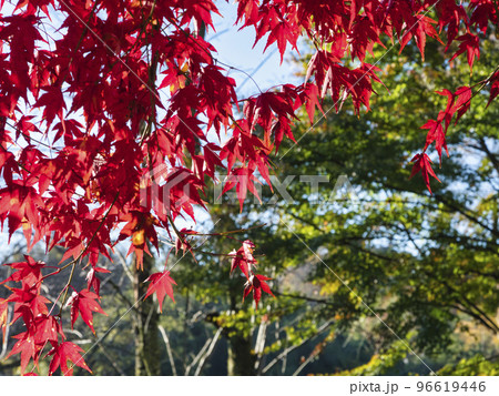 三島湖の紅葉 96619446