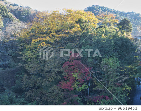三島湖の紅葉 三島湖の紅葉 96619453