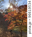 紅葉と太陽 96619534