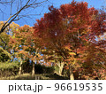 五月山の紅葉 96619535