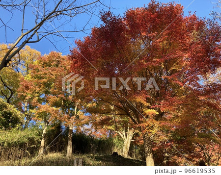 五月山の紅葉 五月山の紅葉 96619535