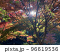 紅葉と太陽 96619536