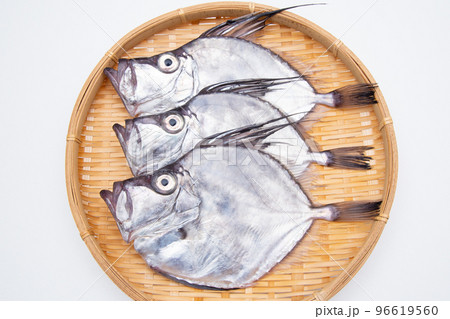 鏡鯛（カガミダイ） 96619560