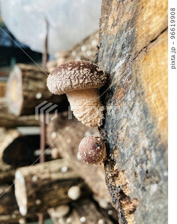 椎茸栽培用ホダ木　原木栽培　コナラ 椎茸栽培用ホダ木 原木栽培 コナラ