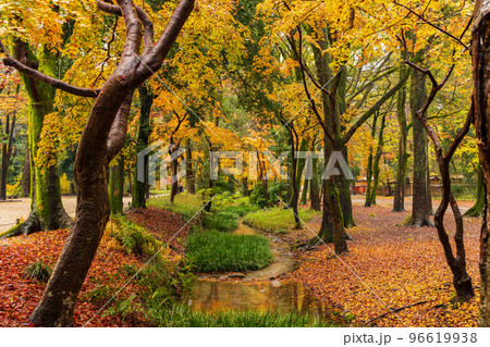 古都京都の秋 世界遺産 雨と紅葉の糺の森(下鴨神社境内) 古都京都の秋 世界遺産 雨と紅葉の糺の森(下鴨神社境内) 96619938