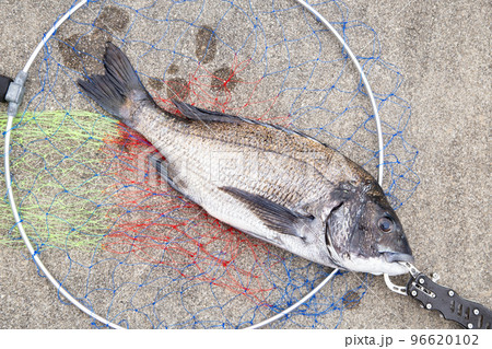 釣り上げたクロダイ（黒鯛） 96620102