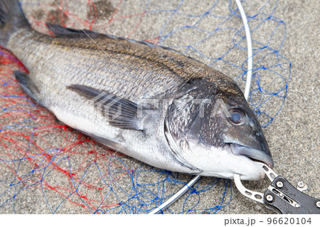 釣り上げたクロダイ（黒鯛） 96620104