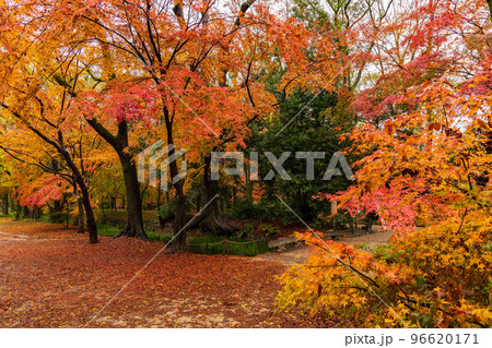 古都京都の秋　世界遺産　雨と紅葉の糺の森（下鴨神社境内） 96620171