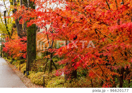 古都京都の秋 世界遺産 雨と紅葉の糺の森(下鴨神社境内) 古都京都の秋 世界遺産 雨と紅葉の糺の森(下鴨神社境内) 96620177