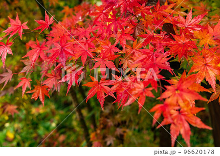古都京都の秋 世界遺産 雨と紅葉の糺の森(下鴨神社境内) 古都京都の秋 世界遺産 雨と紅葉の糺の森(下鴨神社境内) 96620178