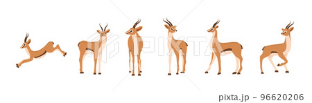 Elegant african antelope. Set of gazelles with horns on white background. Mammal animal. Vector illustration in flat cartoon style Elegant african antelope. Set of gazelles with horns on white background. Mammal animal. Vector illustration in flat cartoon style 96620206