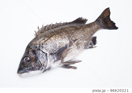 クロダイ（黒鯛） 96620321