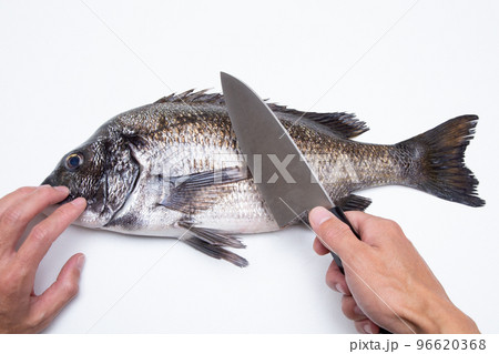 クロダイ（黒鯛）の捌き方 96620368