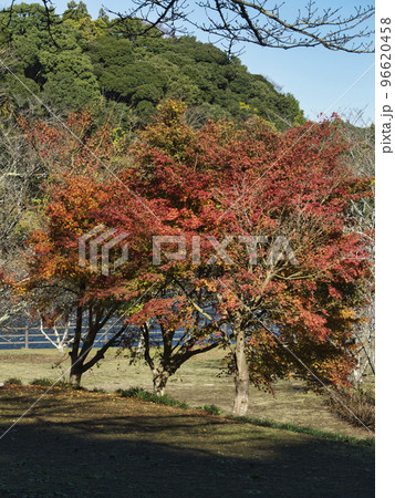 亀山湖の紅葉 亀山湖の紅葉 96620458