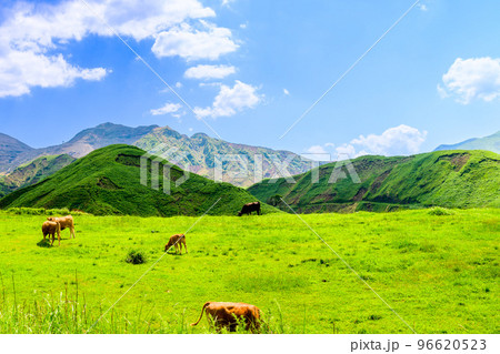 放牧風景「壮大な大自然を背景に草原のあか牛風景」観光地・旅行・登山・行楽地 96620523