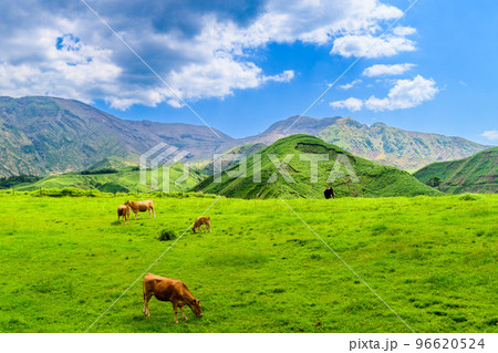 放牧風景「壮大な大自然を背景に草原のあか牛風景」観光地・旅行・登山・行楽地 96620524