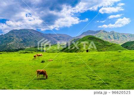 放牧風景「壮大な大自然を背景に草原のあか牛風景」観光地・旅行・登山・行楽地 96620525