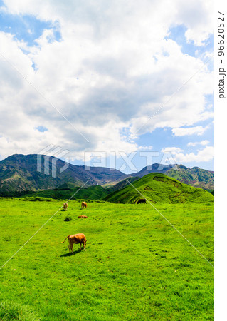 放牧風景「壮大な大自然を背景に草原のあか牛風景」観光地・旅行・登山・行楽地 96620527