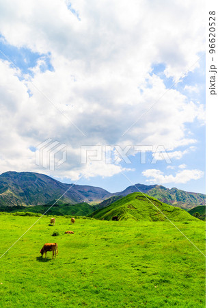 放牧風景「壮大な大自然を背景に草原のあか牛風景」観光地・旅行・登山・行楽地 96620528