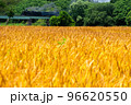 小麦畑をゆくSL銀河 小麦畑をゆくSL銀河 96620550