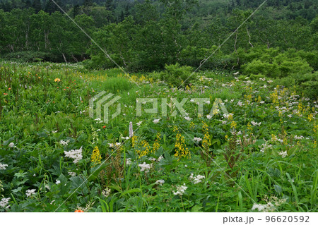 天空の花園 高山植物群落 お花畑 天空の花園 高山植物群落 お花畑 96620592