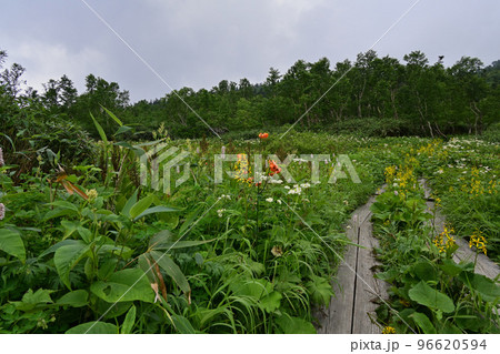 天空の花園 高山植物群落 お花畑 天空の花園 高山植物群落 お花畑 96620594