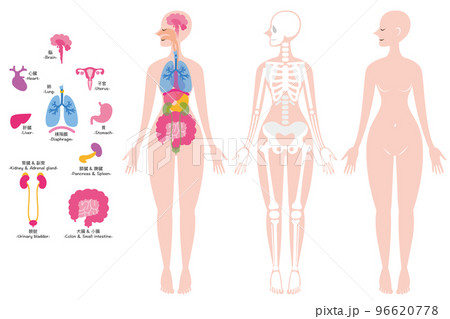 内臓　骨格　全身 96620778