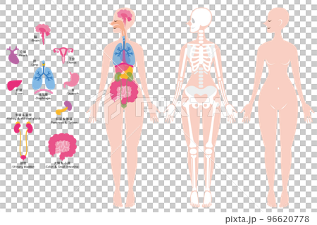 内臓　骨格　全身 96620778