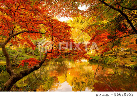 逆さ紅葉 成田山公園紅葉まつり 逆さ紅葉 成田山公園紅葉まつり 96620955