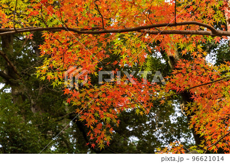 成田山公園紅葉まつり 成田山公園紅葉まつり 96621014