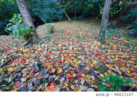 晩秋の高良山の紅葉 96621107