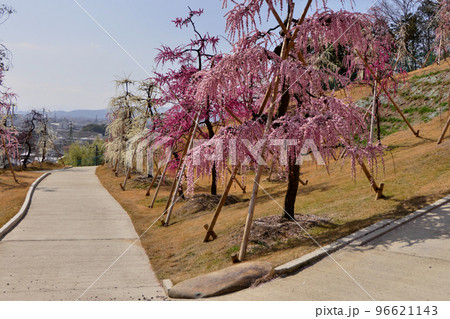 若い梅 楽天市場】100円 ミサキヤ ヤングうめ [1箱 16個入]【梅 ウメ お