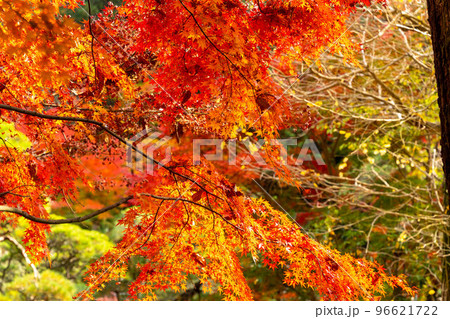 成田山公園紅葉まつり 成田山公園紅葉まつり 96621722