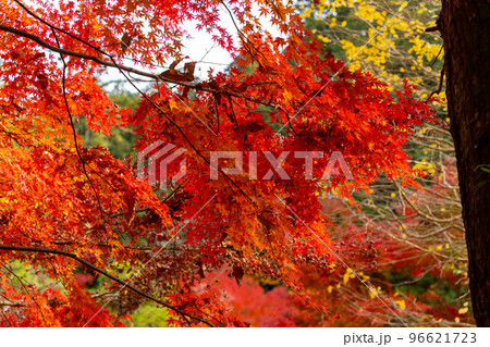 成田山公園紅葉まつり 成田山公園紅葉まつり 96621723