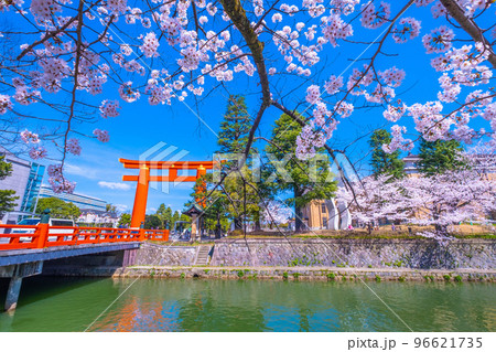 京都 平安神宮の大鳥居と桜 京都 平安神宮の大鳥居と桜 96621735