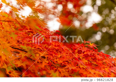 成田山公園紅葉まつり 成田山公園紅葉まつり 96621828