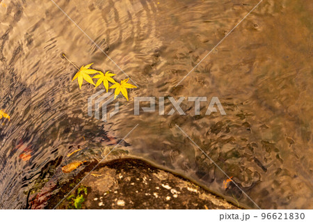 かわいいもみじ　成田山公園 96621830