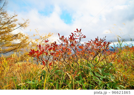 蓼科高原　八子ガ峰 96621865