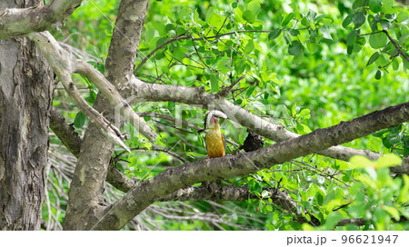 Stork-billed Kingfisher with a fish in its beak, tossing up the fish several times to swallowing the fish head first. 96621947