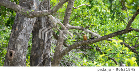 Stork-billed Kingfisher catches a big snakehead fish fly over to the nearby tree branch and ready to swallow. 96621948