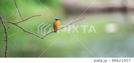 Mal pilihuduwa bird perch on a leafless twig against a green natural background. 96621957